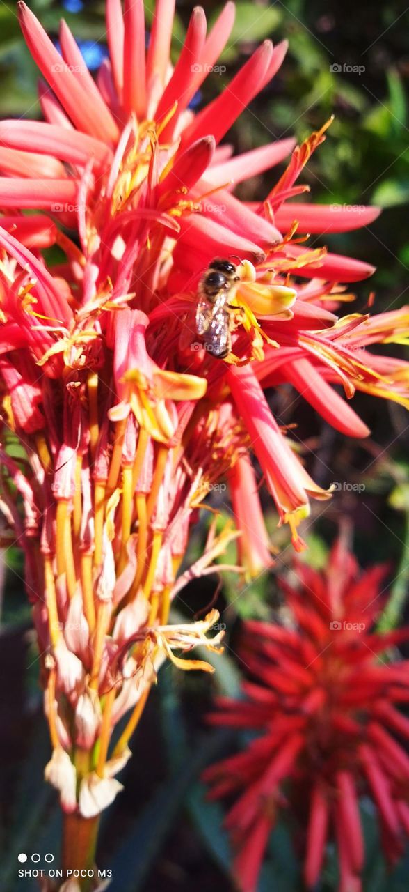 a bee on a red flower.