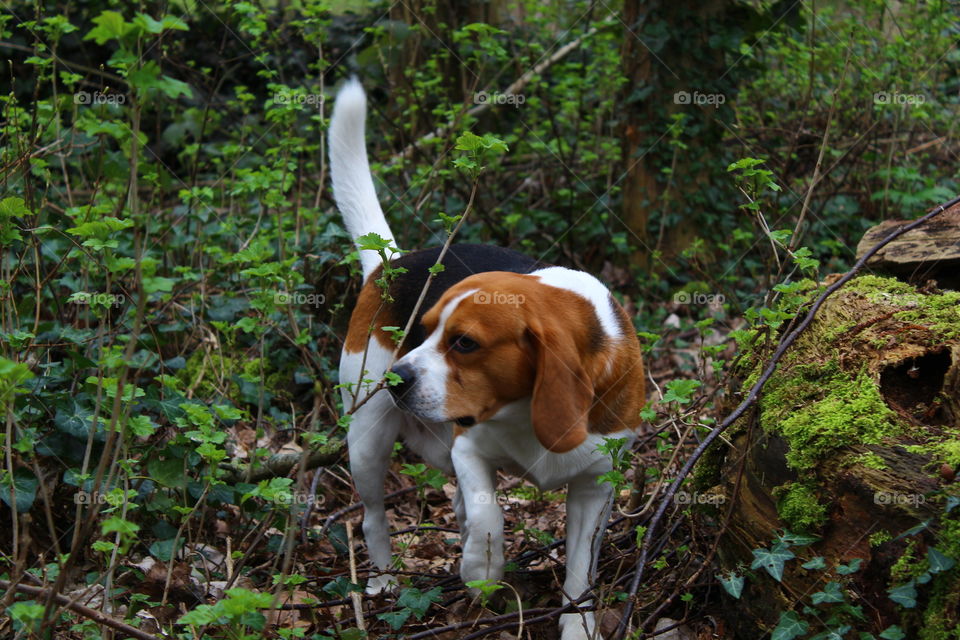 Beagle searching en enyoing the nature