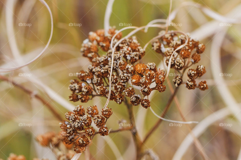 Macro of a mature/ dead flower seed head amidst some dried dead curled grasses against a blurred green & brown background. 