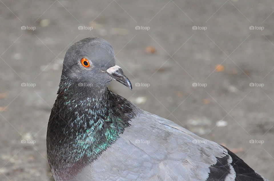 pigeon