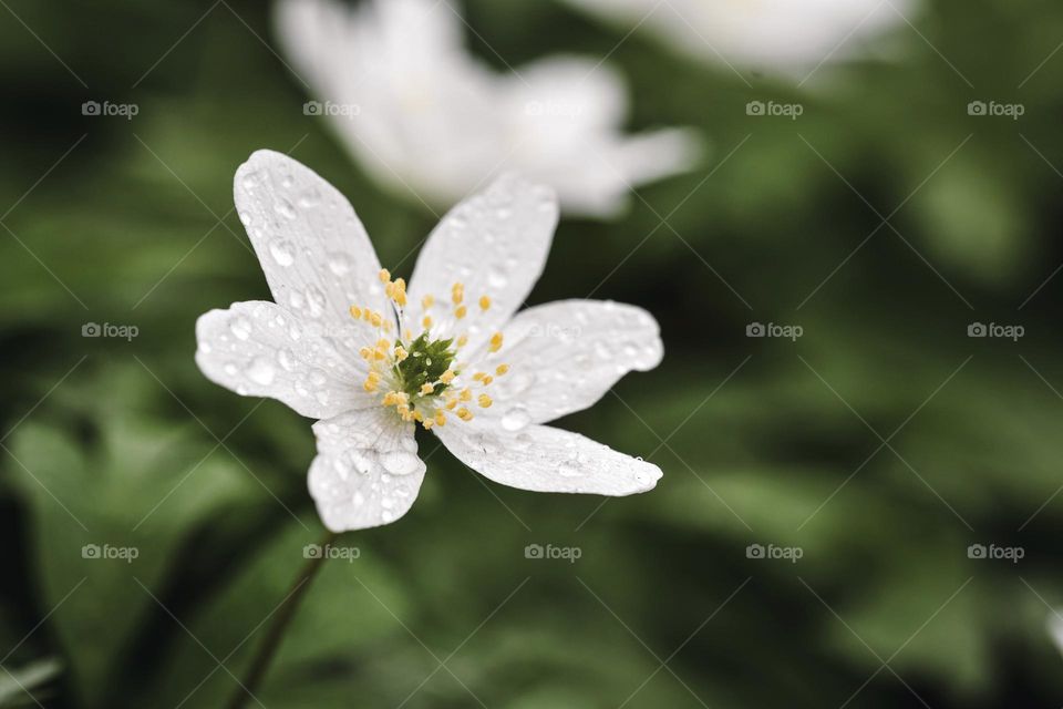 Closeup or macro of small white flower