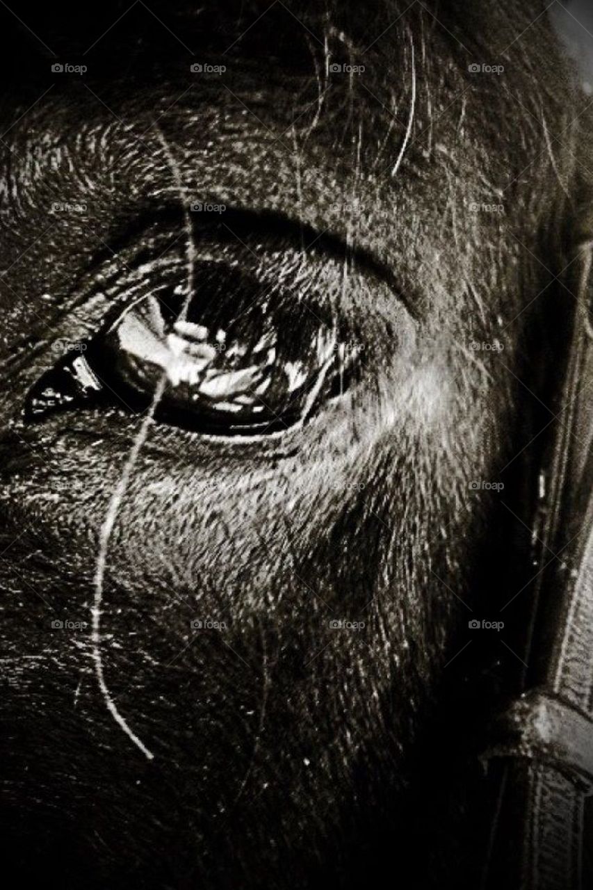 Soul : equine series