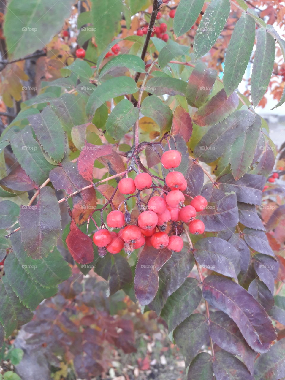 Осенний куст рябины