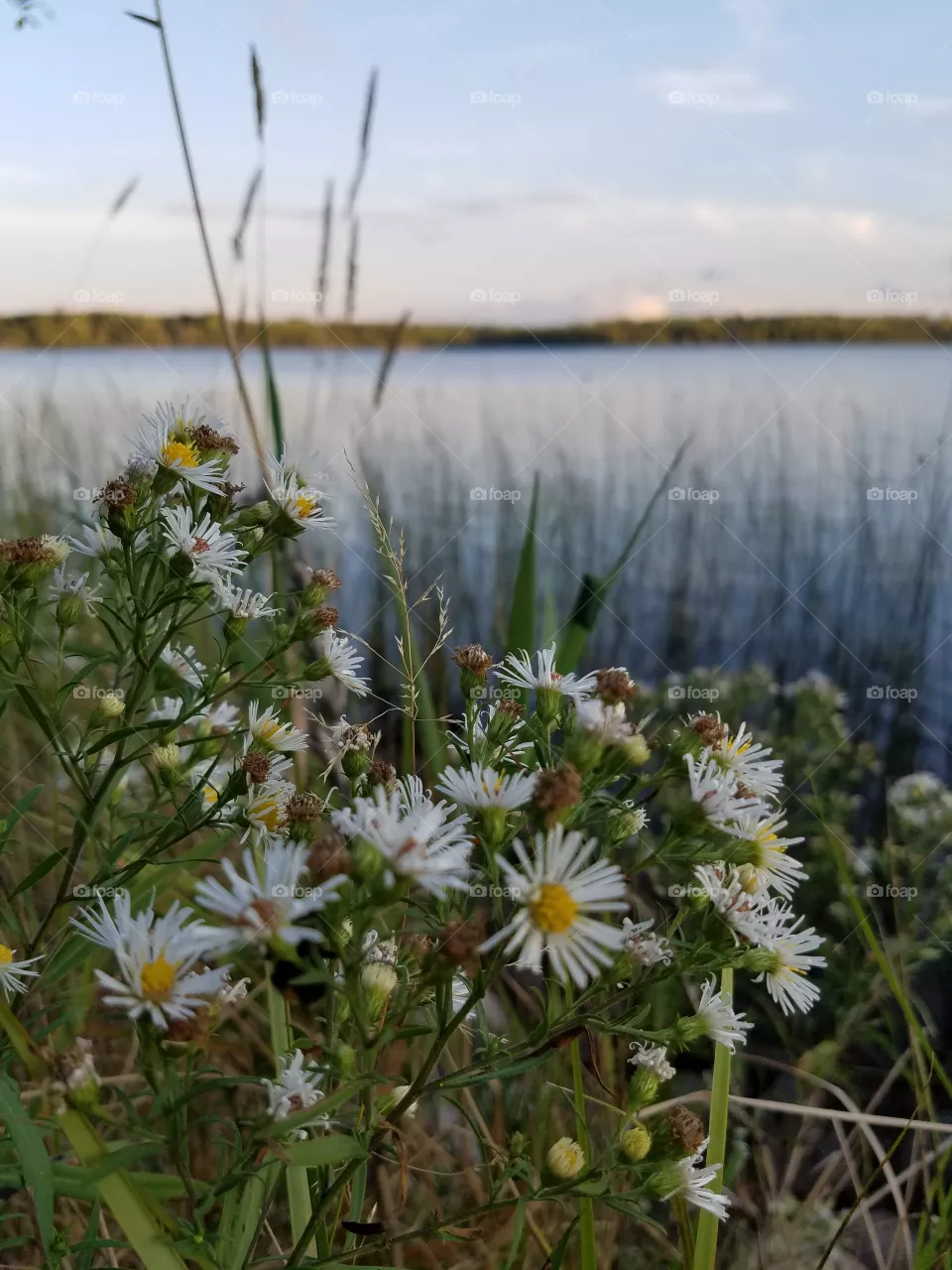 flowers by the Lake