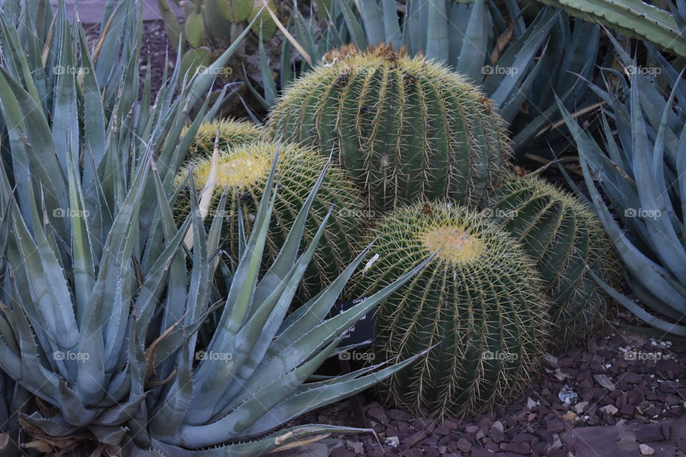 Desert Botanical Garden round cactus