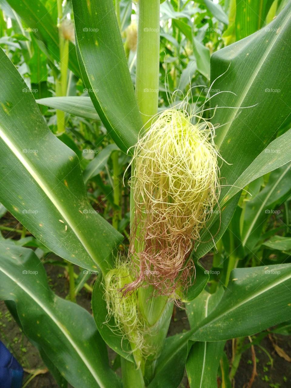 this is a great this is a great corn