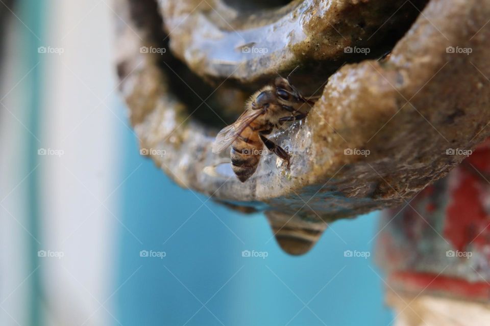 A bee looking for water on dripping fire hydrant 