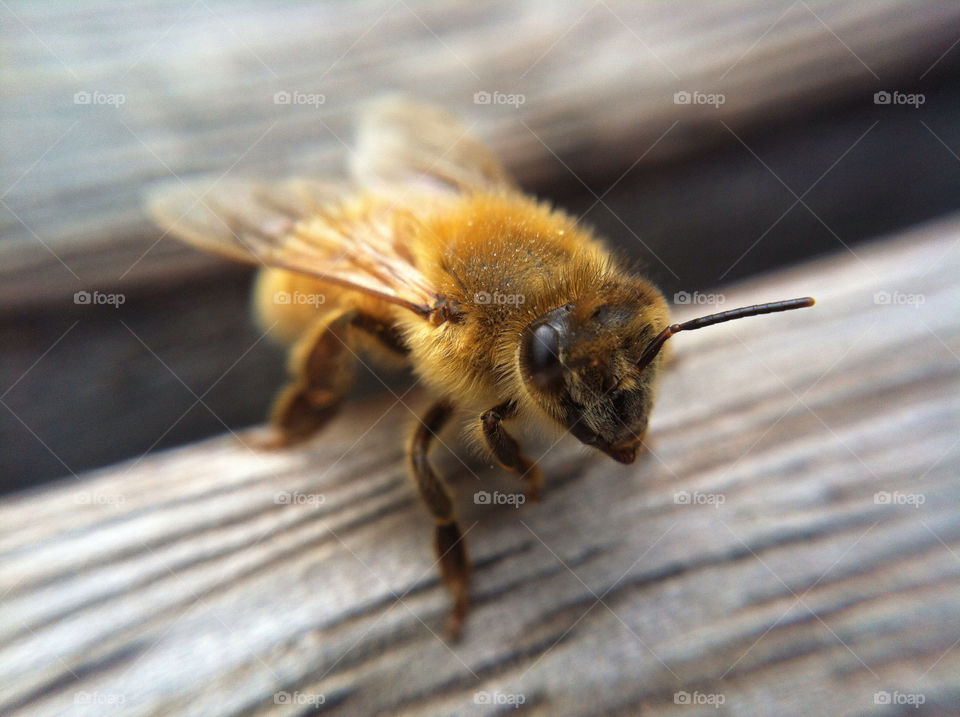 macro insect bee animals by tomrobbarber