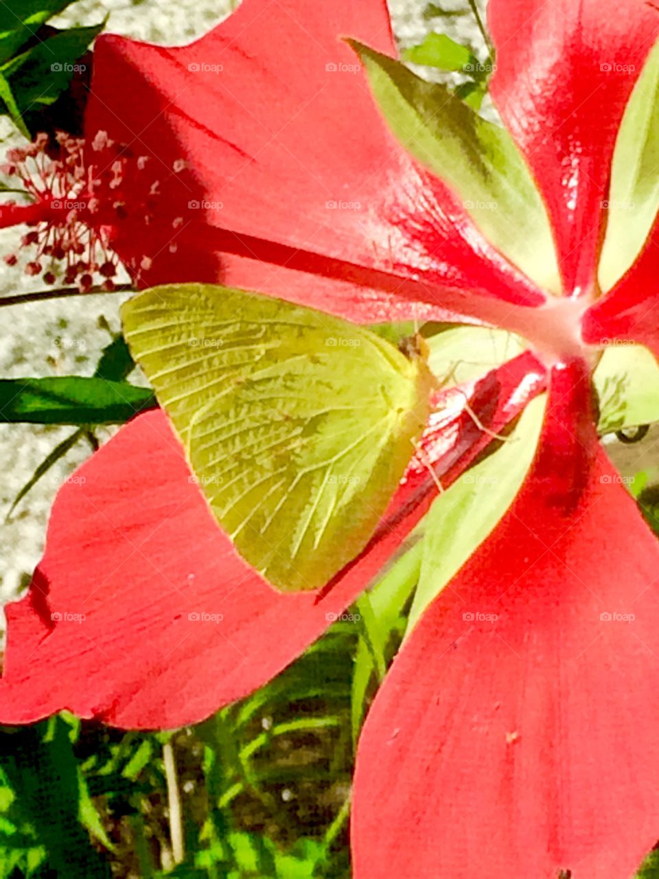 Buttered Hibiscus 