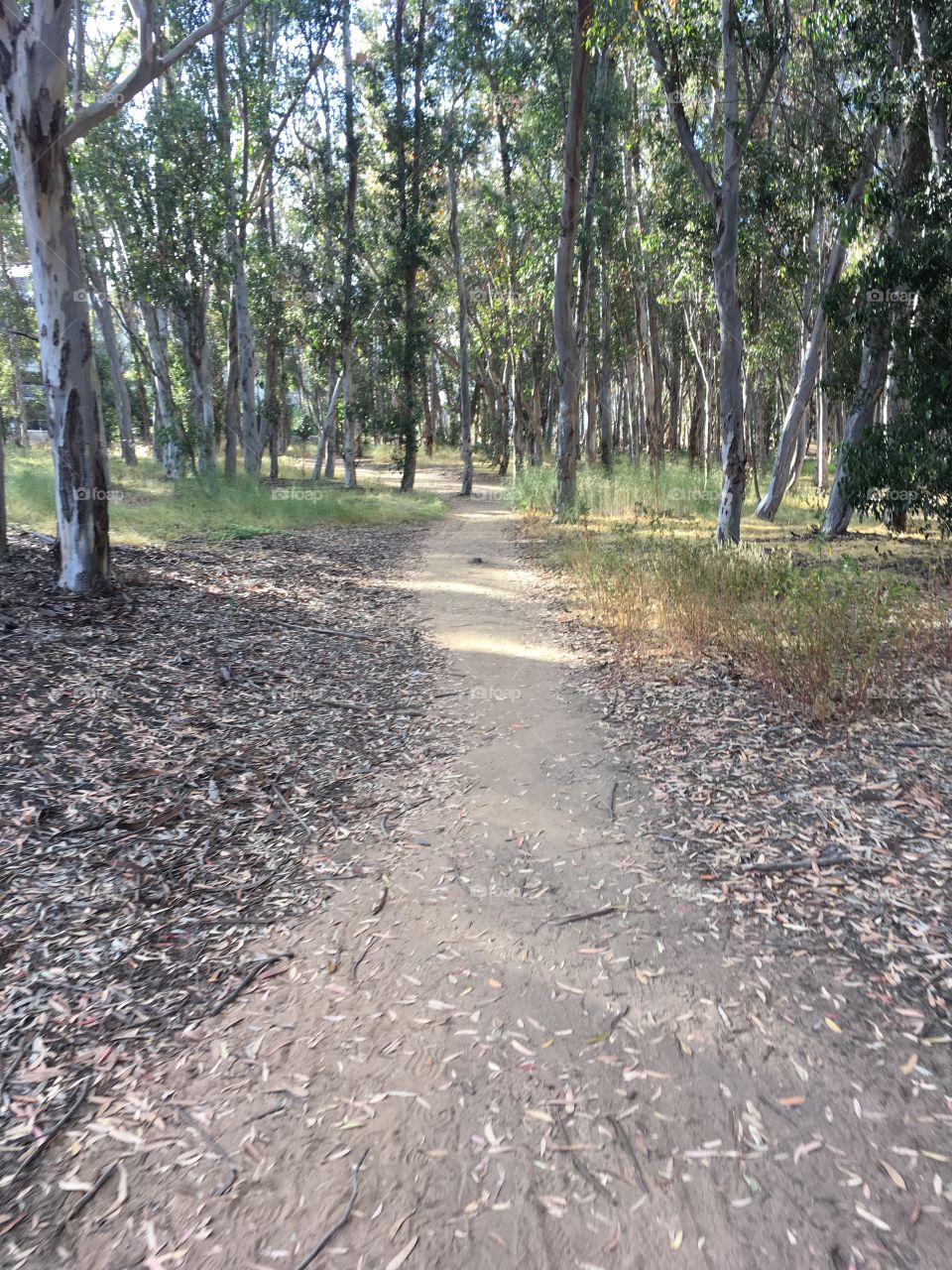 Forest hike 