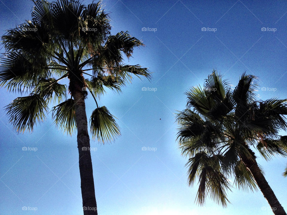 beach sky blue palm by etaurus