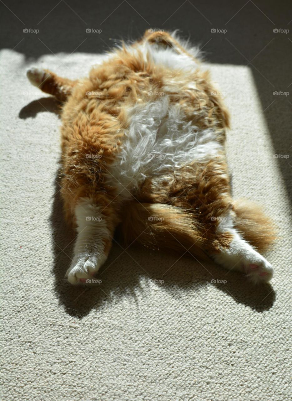 ginger cat funny sleeping home in sunlight, furry friend