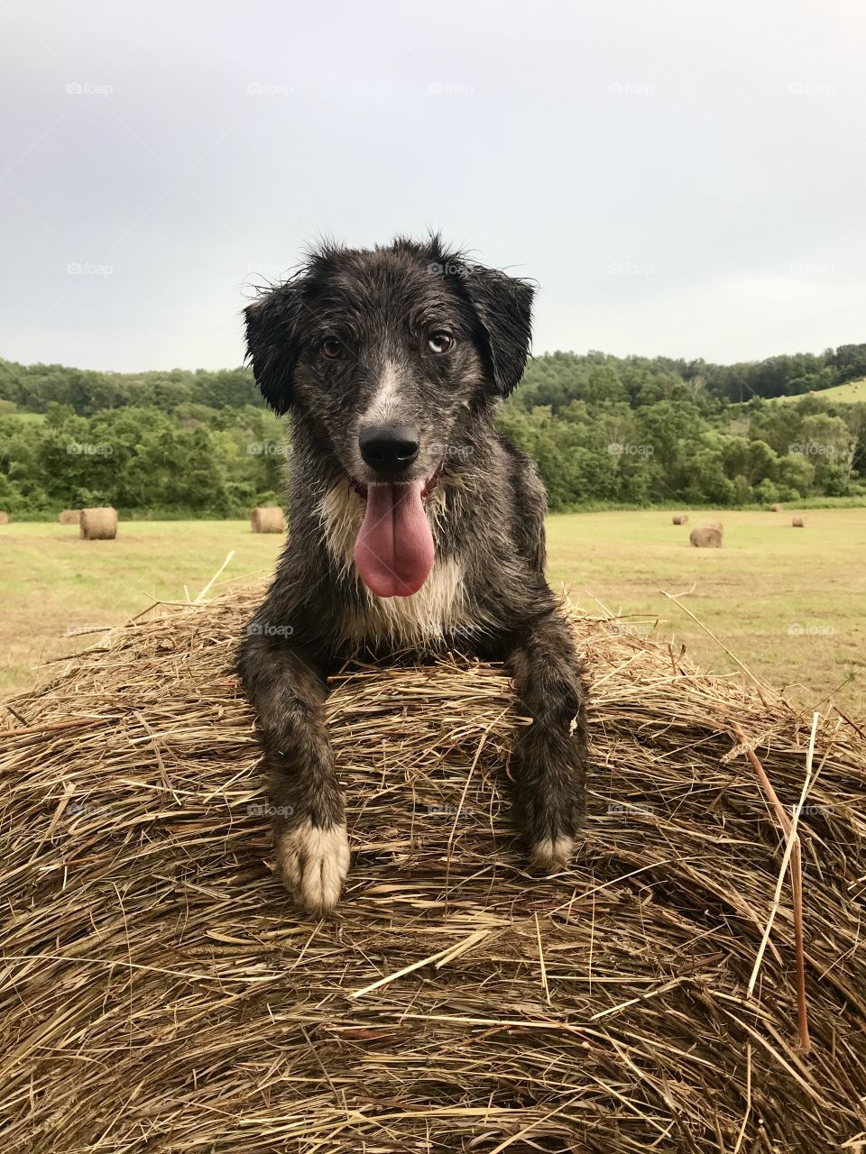 Summer time round bale with Aussie 