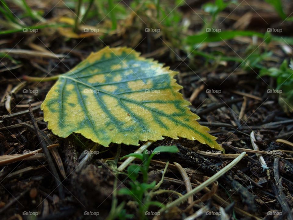 forest in every season