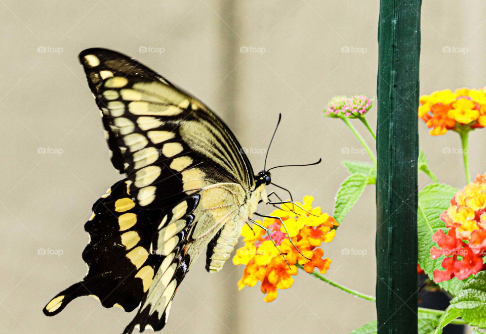 yellow and black butterfly on flower