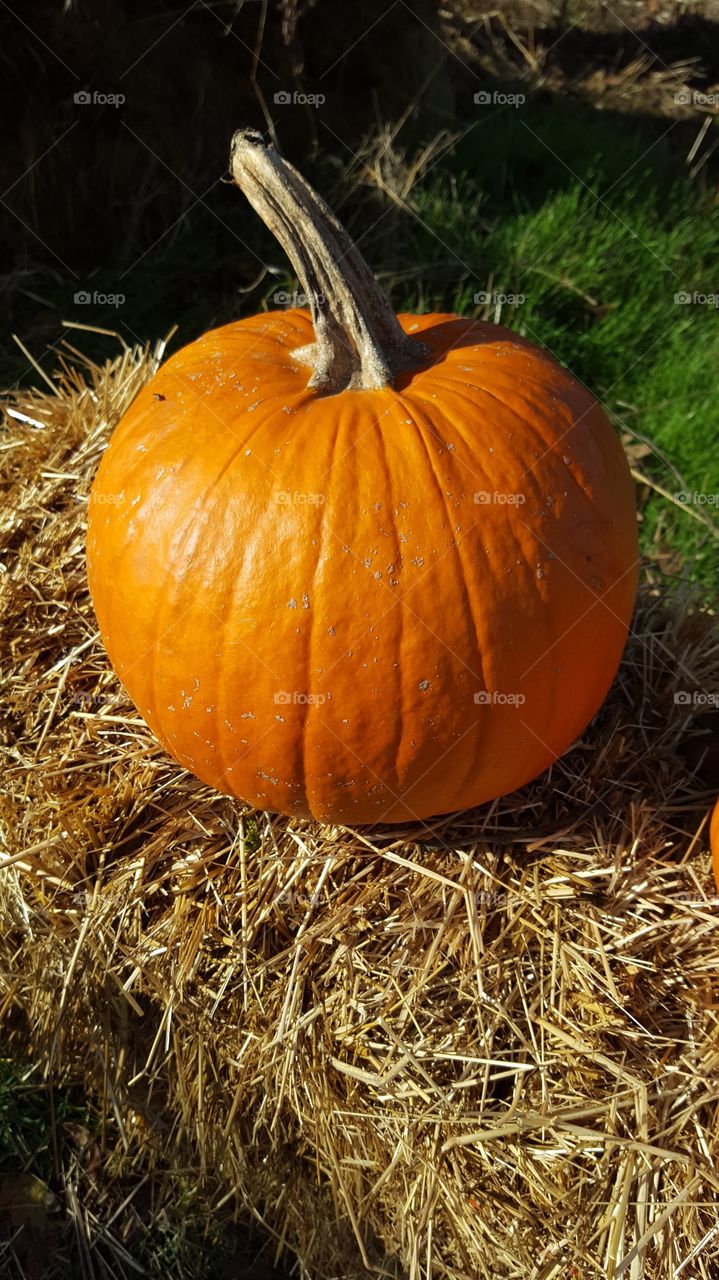 pumpkin