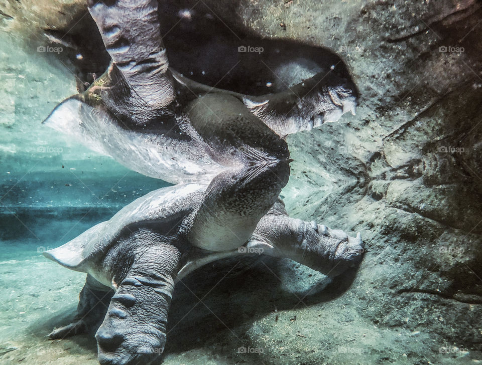 A turtle underwater sits with his face peeking out of the water, he is reflected above on the surface of the pool