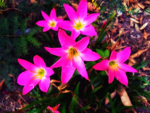 flower
