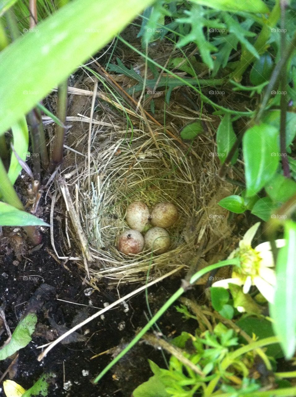 Bird eggs