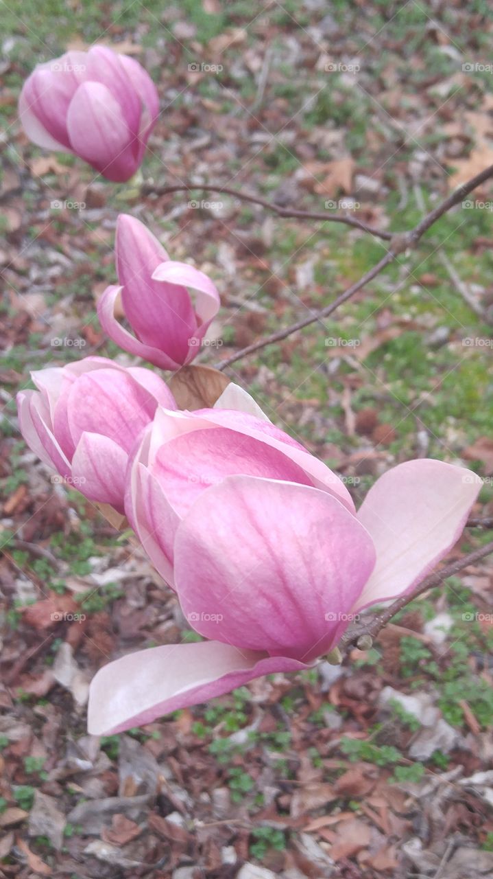 beauties pink flower