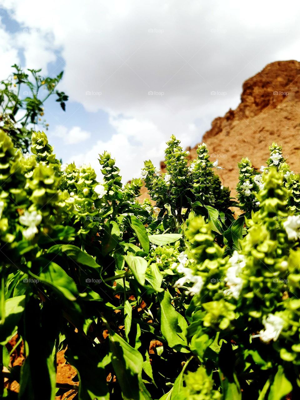 A close-up shot of green plants with white flowers, captured on a sunny day in a mountainous area.

q12 mars 2024