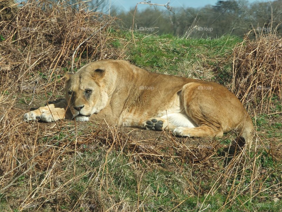 Lioness 