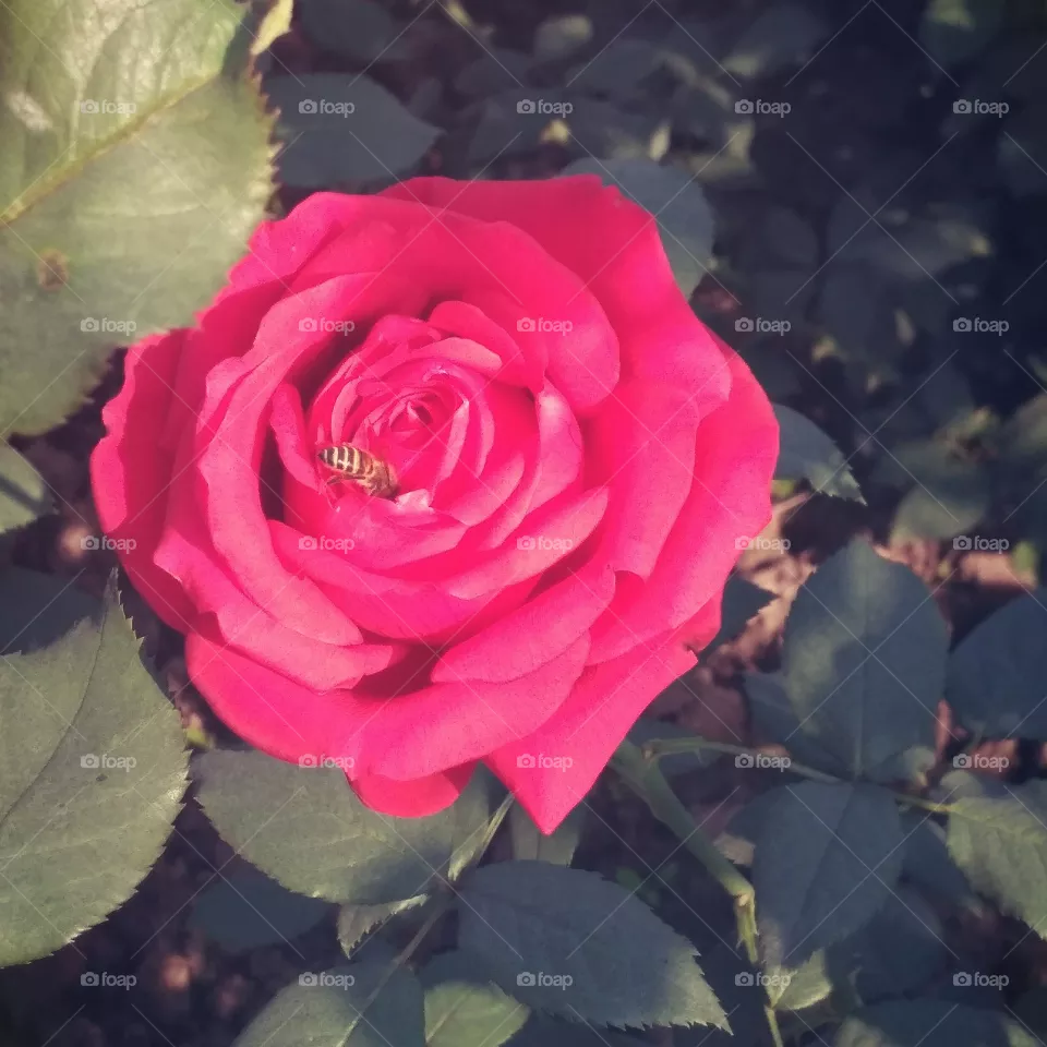 Rose