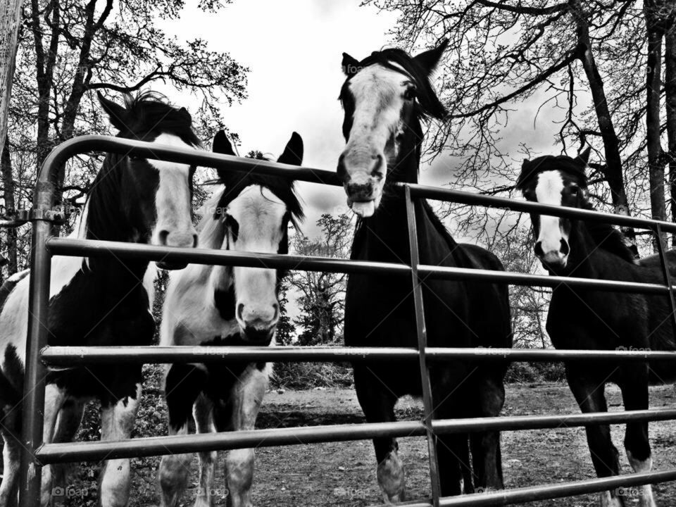 Horses at HyTyme