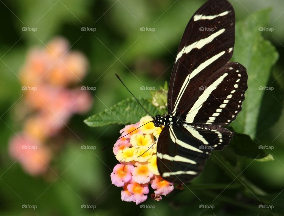 Butterfly on colorful flowers