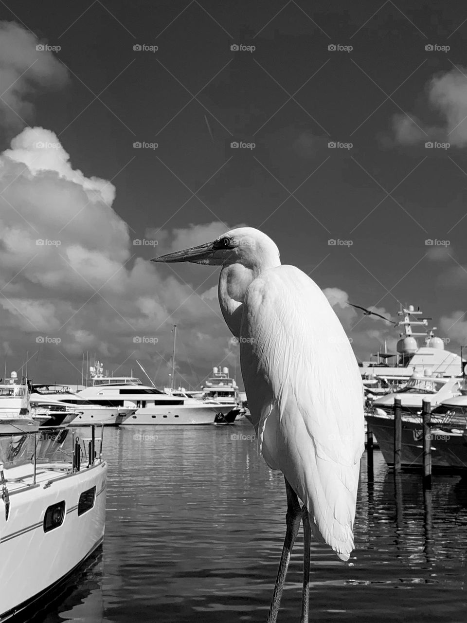 BLACK AND WHITE EGRET