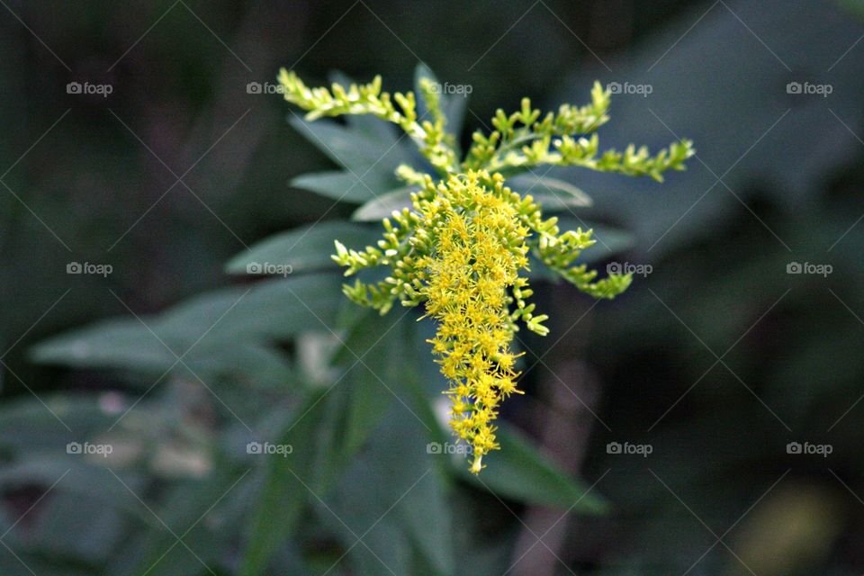 Yellow flower blooms tiny pretty wild