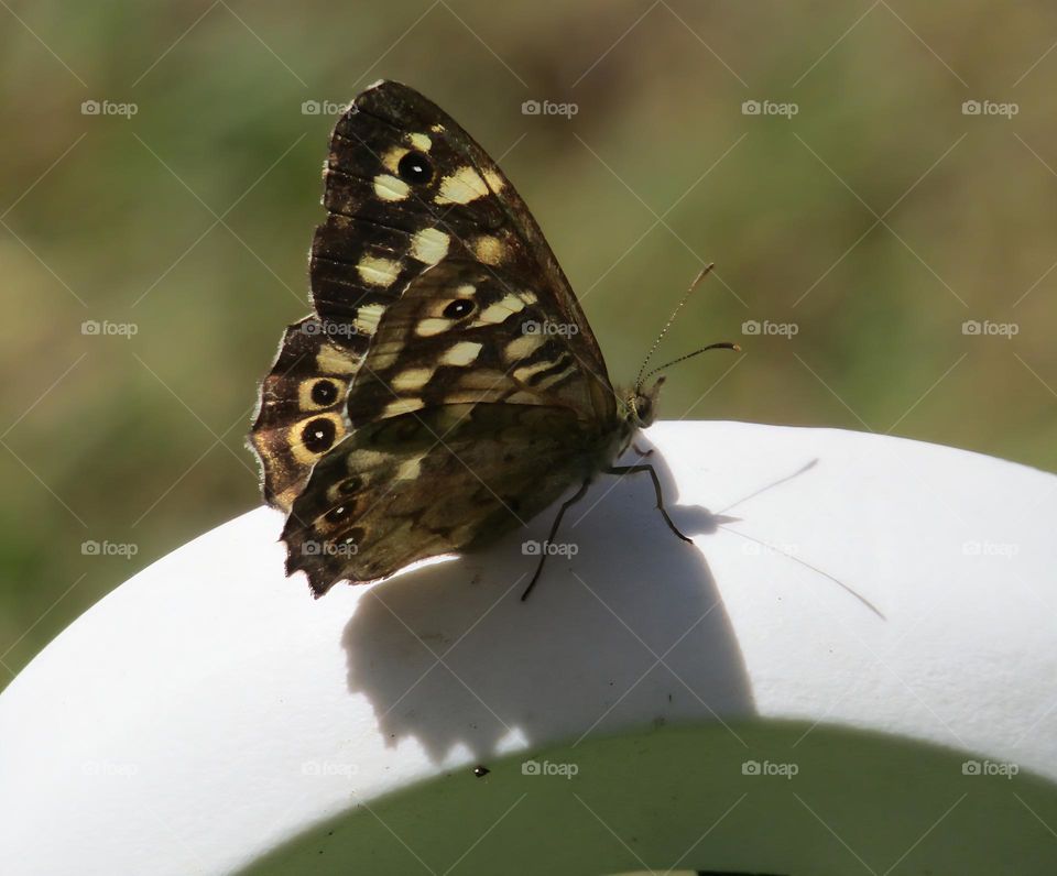 speckled wood butterfly perched on white fence with the summer sunshine   casting a pretty shadow