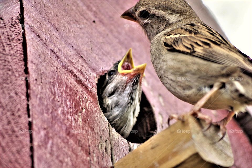 Feeding baby Sparrow 