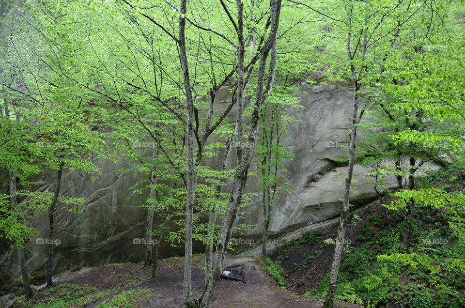 Rock Mirror in spring forest