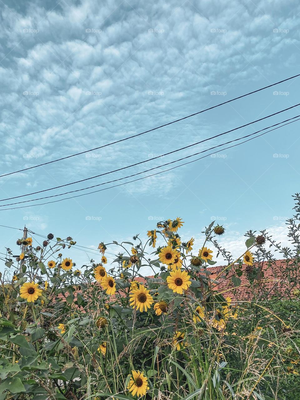 Sunflowers