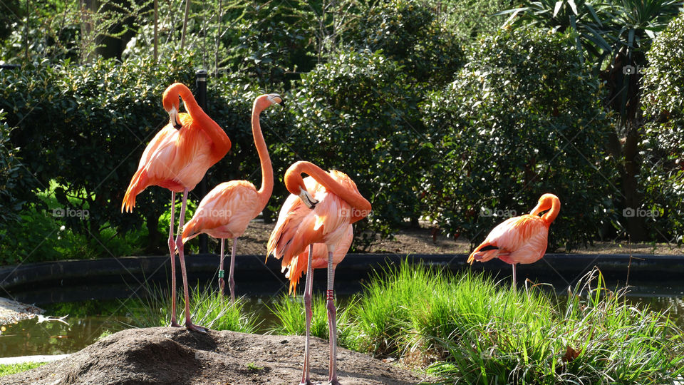 Flamingoes.