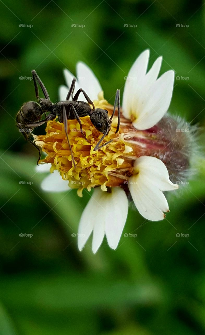 Ant and flower