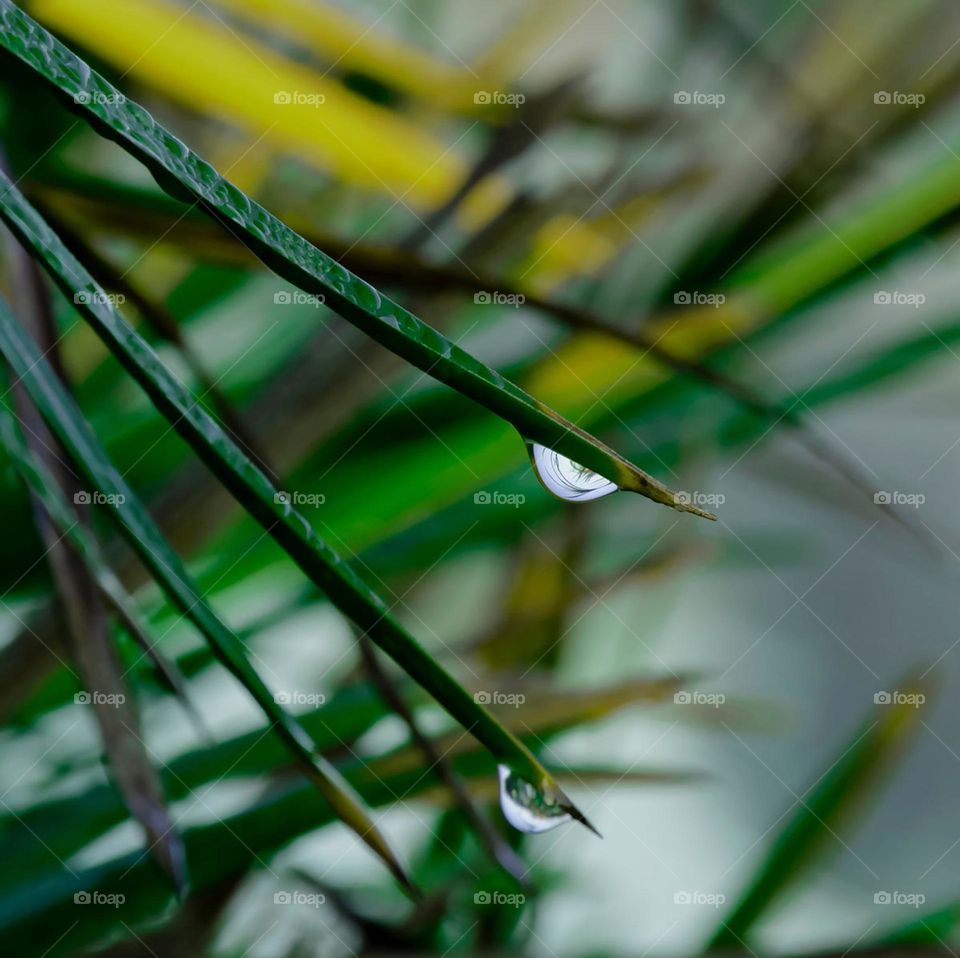 Look deep into nature, and then you will understand everything better. —Albert Einstein