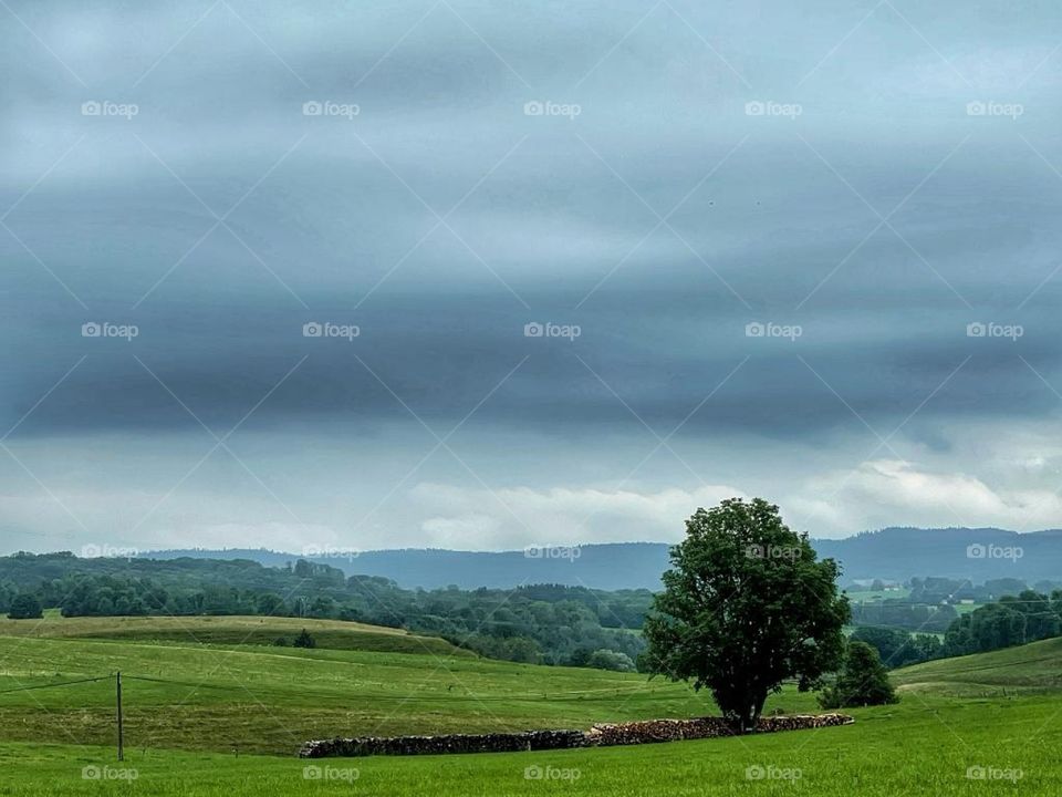 Single tree in the mountains.