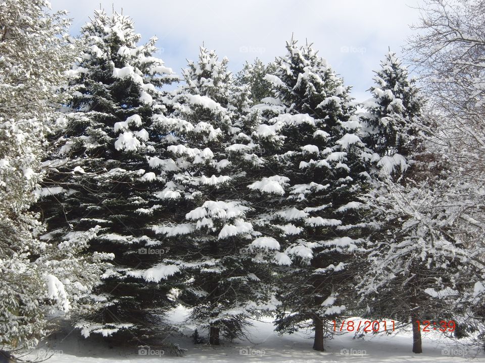 Trees with snow 