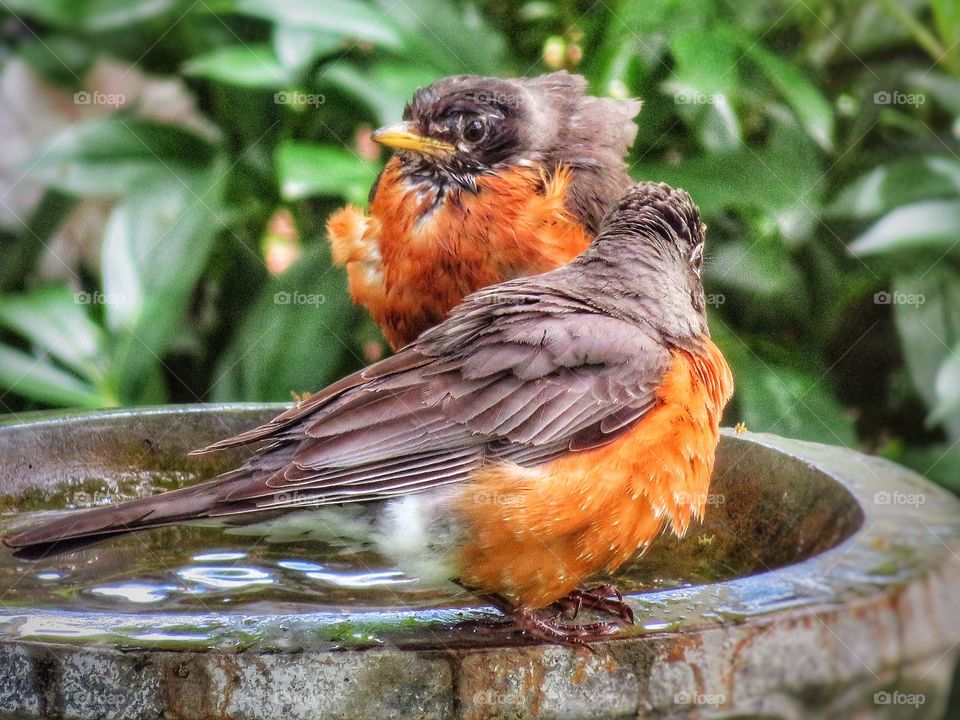 My yard - American robins 