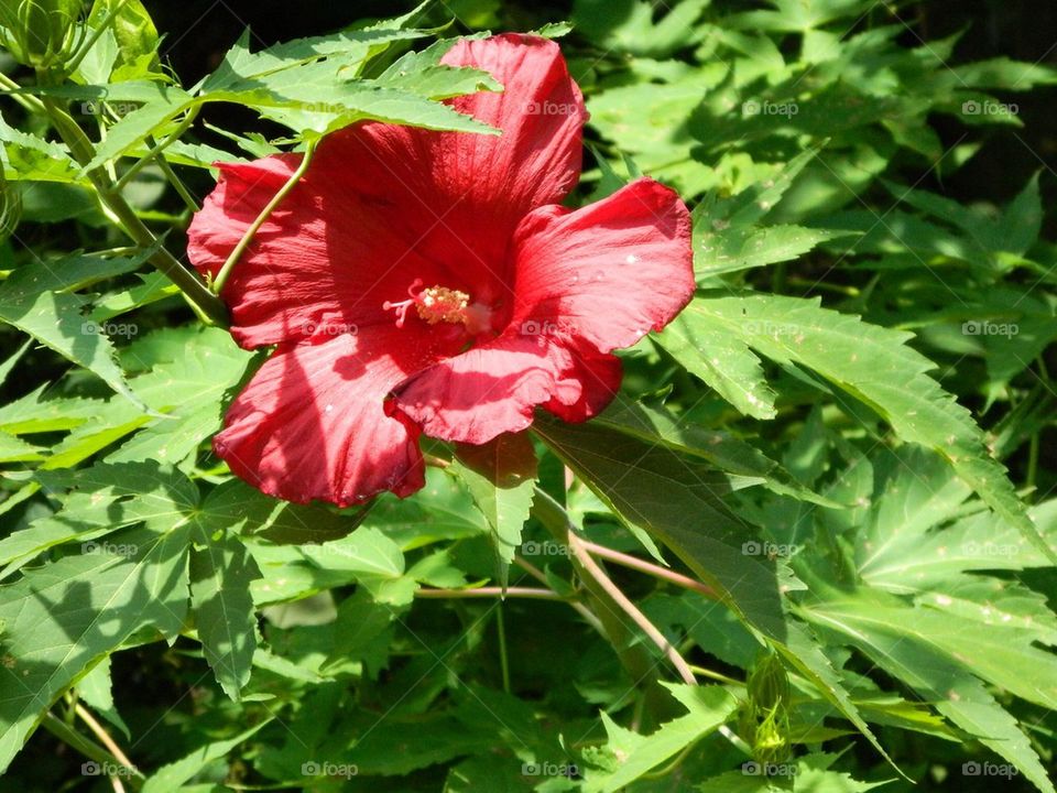 Red flower 