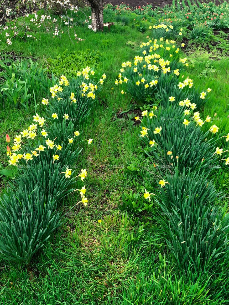 Blossoming cherry, green glass and yellow daffodils