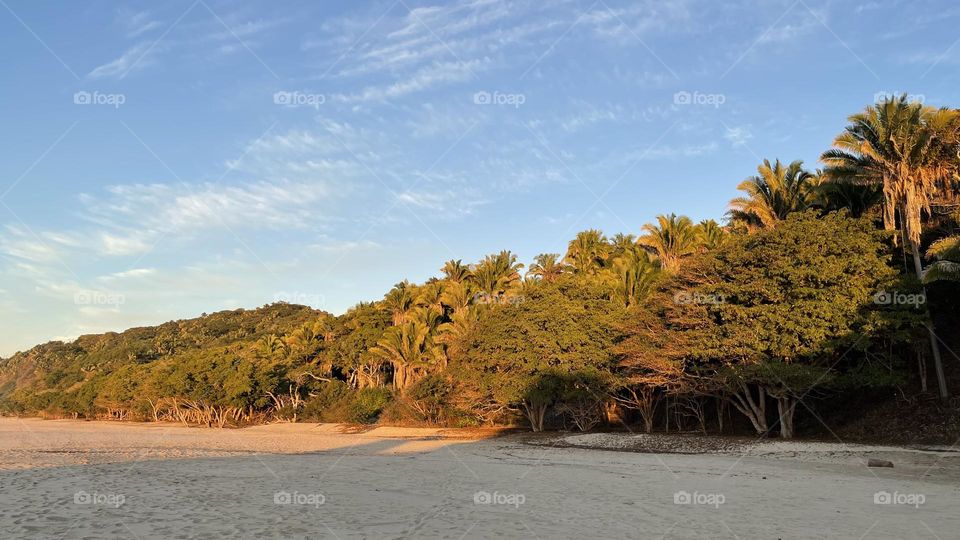 Árboles y palmeras en la playa