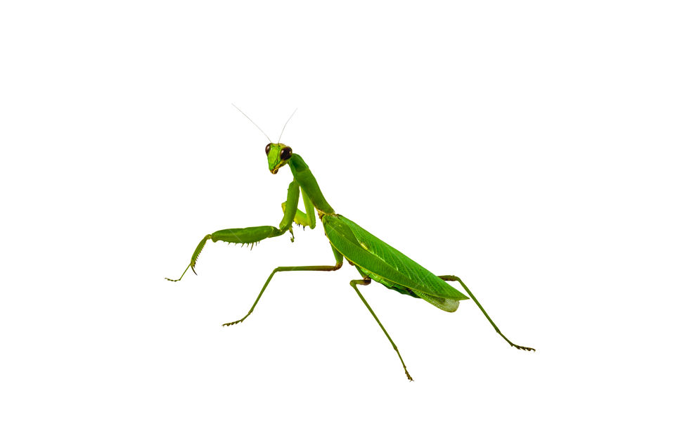 Green big insect Mantis