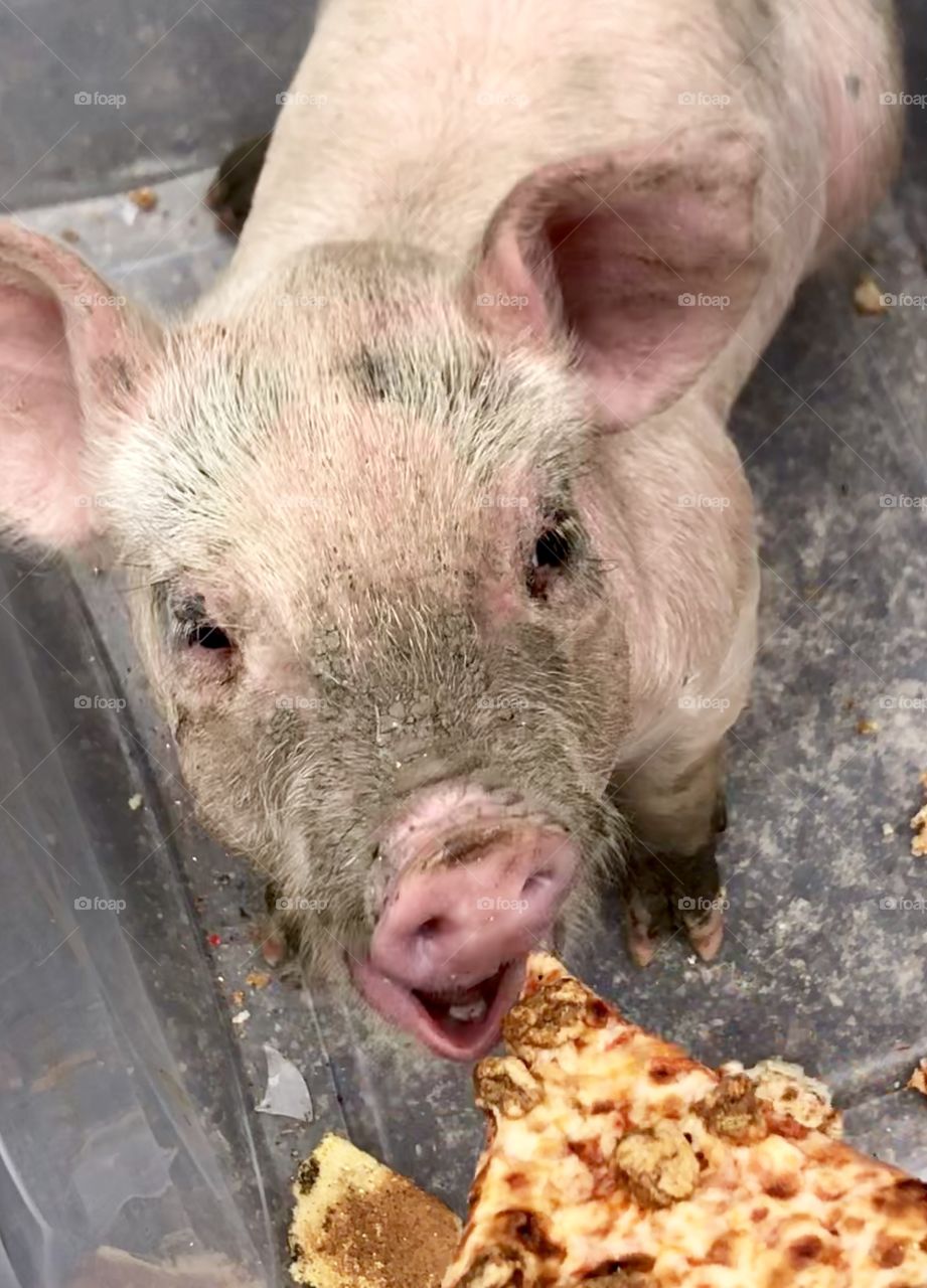 Porky’s Pizza Parody  