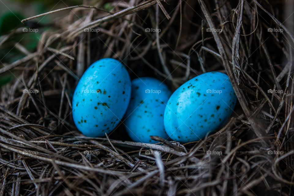 blue easter eggs hidden in a self made nest for a easter egg hunt