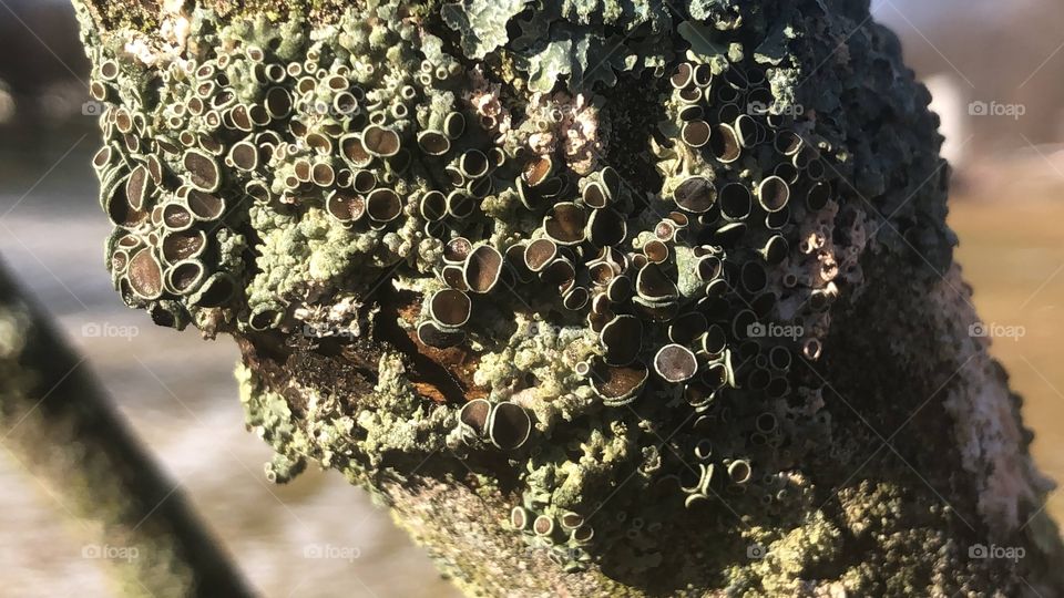 Some interesting looking moss on a tree