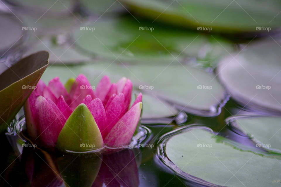 Closeup photo of water lily