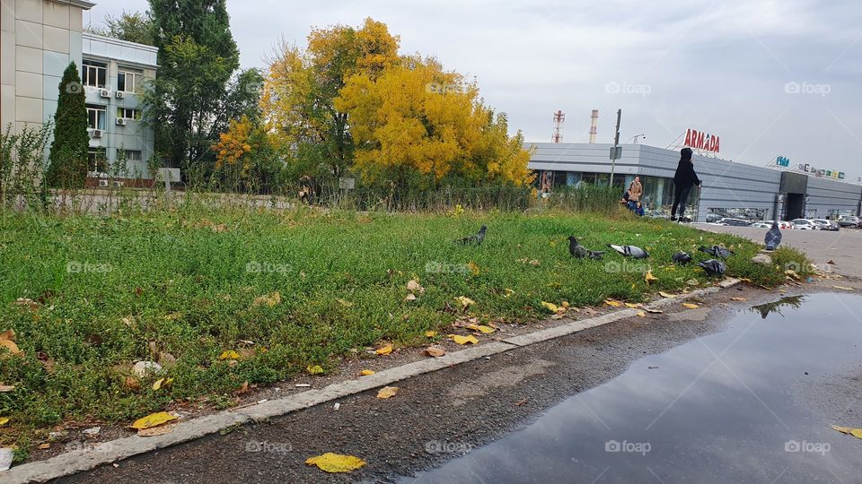 city lanscape in fall